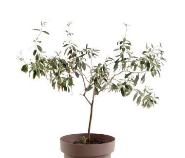 Beyaz arka plan üzerinde dekoratif zeytin ağacı