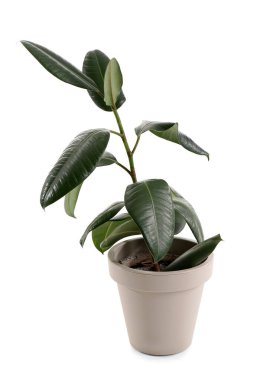 Beyaz arkaplanda Ficus elastica