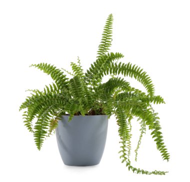 Beyaz arka planda yeşil ev bitkisi