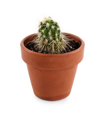 beyaz zemin üzerine tencerede küçük kaktüs