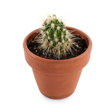 beyaz zemin üzerine tencerede küçük kaktüs