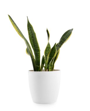 Yılan bitki tencerede beyaz arka plan üzerinde