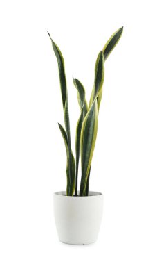 Yılan bitki tencerede beyaz arka plan üzerinde