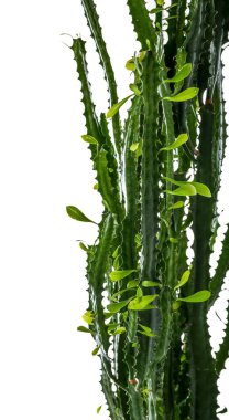 Beyaz arkaplanda yeşil kaktüs, yakın plan