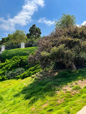 Güneşli bir günde çimenli ve yeşil ağaçlı tepe