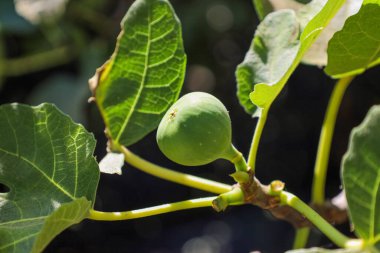 Güneşli bir günde bahçesinde yeşil incir meyvesi olan dalın yakın görüntüsü