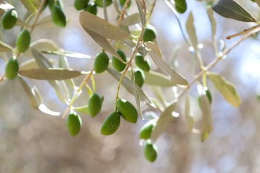 Bahçede yeşil zeytinli ağaç dallarının yakın görüntüsü
