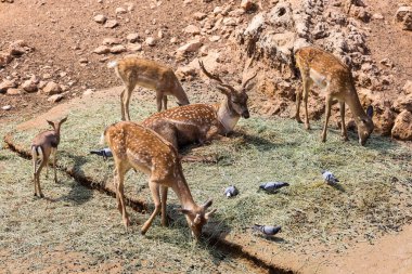 Hayvanat bahçesindeki sevimli geyik.