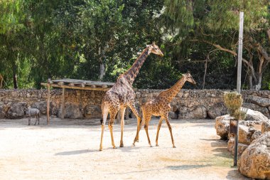 Zooloji parkında zarif zürafalar