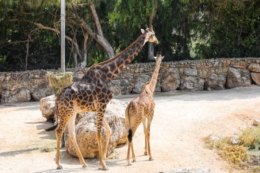 Zooloji parkında zarif zürafalar