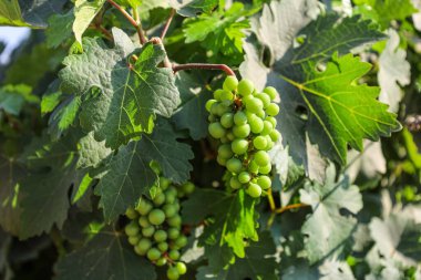 Üzüm bağlarında, taze üzümler vardır.