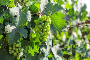 Üzüm bağlarında, taze üzümler vardır.