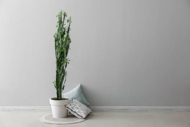 Büyük yeşil kaktüs, yastıklar ve gri duvarın yanındaki halı.