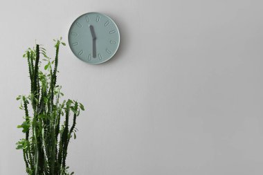 Büyük yeşil kaktüs ve saat gri duvarda asılı.