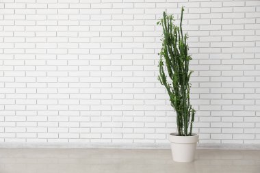Beyaz tuğla duvarın yanında büyük yeşil kaktüs