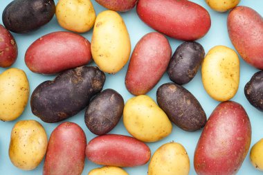 Mavi arka planda farklı çiğ patates türleri, yakın plan.