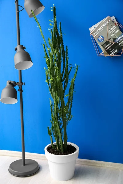 Green cactus, floor lamp and magazines near blue wall in room