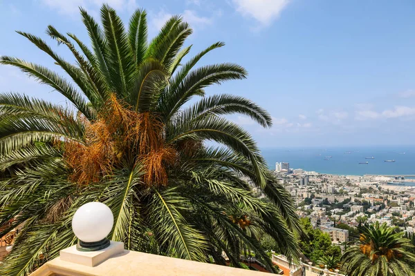 Green Palm Beautiful Cityscape — Stock Photo, Image