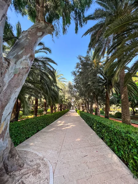 Pathway and green palms in park