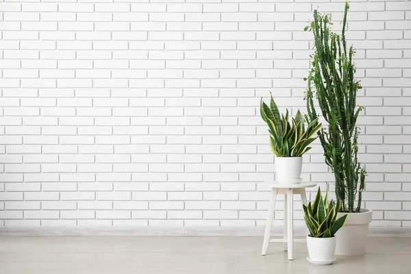 Big green cactus with snake plants and stool near white brick wall