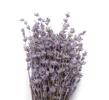 Beyaz arka planda güzel bir demet lavanta çiçeği, yakın plan.