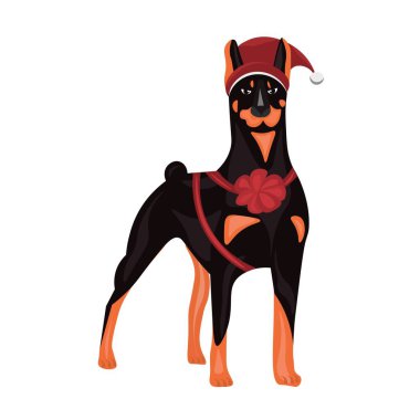 Beyaz arka planda Noel şapkalı komik bir doberman köpeği.