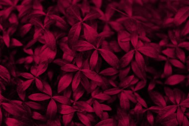 Viva magenta yaprakları, yakın çekim görünümü