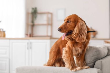 Kırmızı cocker spaniel mutfaktaki koltukta oturuyor.
