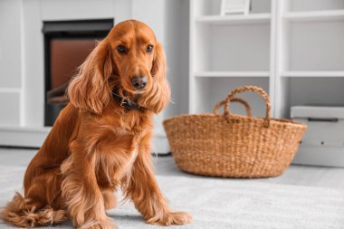 Kırmızı cocker spaniel evde yerde oturuyor.