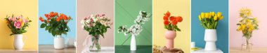 Renk duvarına karşı masasında güzel taze çiçekler olan şık vazoların kolajı.