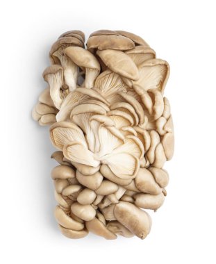 beyaz zemin üzerine taze istiridye mantar