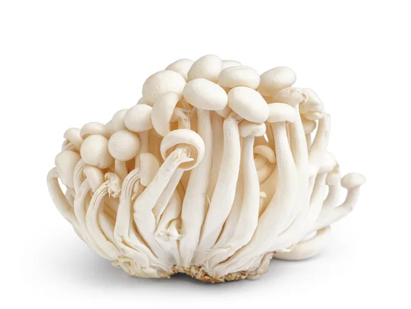 Fresh Enoki Mushrooms White Background — Stock Photo, Image