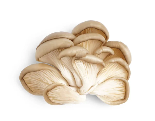 Fresh Oyster Mushrooms White Background — Stock Photo, Image