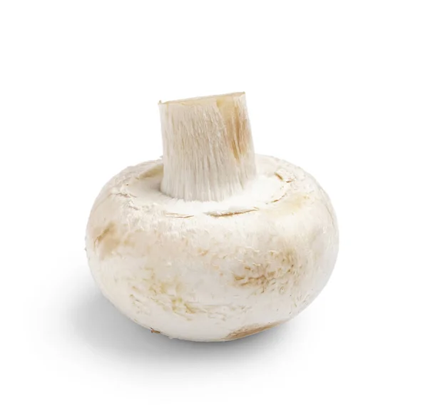 Raw Champignon Mushroom White Background — Stock Photo, Image