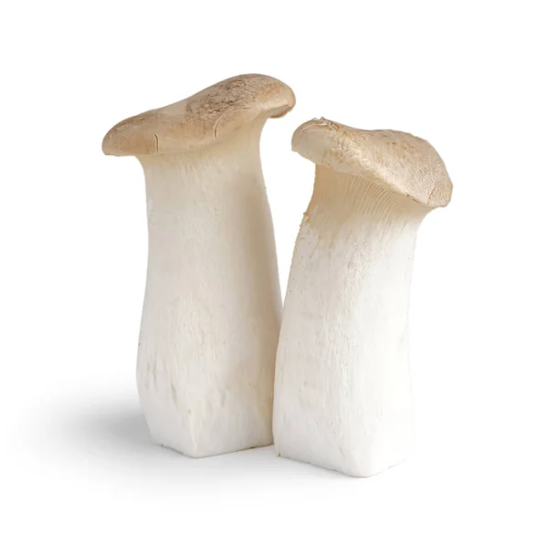 Fresh King Oyster Mushrooms White Background — Stock Photo, Image
