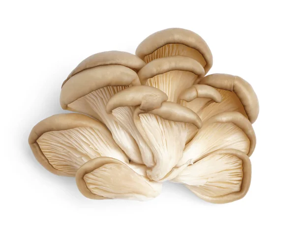 Fresh Oyster Mushrooms Isolated White Background — Stock Photo, Image