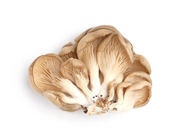 Fresh Oyster Mushrooms Isolated White Background — Stock Photo, Image
