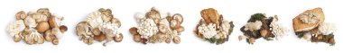 Collage of different fresh mushrooms on white background