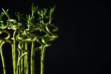 Bamboo stems on black background