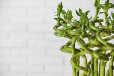 Bamboo stems on white brick background, closeup