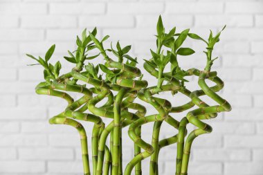 Bamboo stems on white brick background, closeup