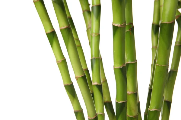 Bamboo Stems White Background Closeup — Stock Photo, Image