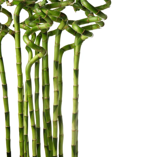 Bamboo Stems White Background Closeup — Stock Photo, Image