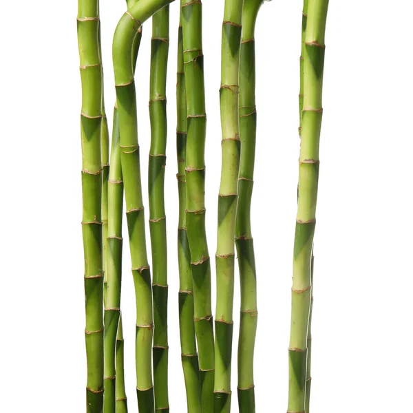Bamboo Stems White Background Closeup — Stock Photo, Image