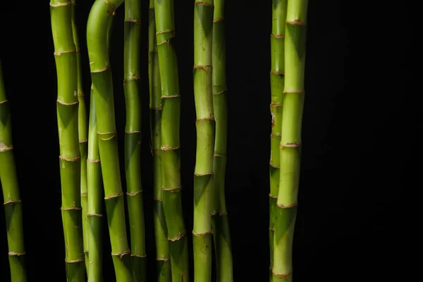 Bamboo Stems Black Background Closeup — Stock Photo, Image