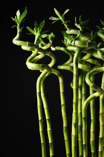 Bamboo stems on black background, closeup