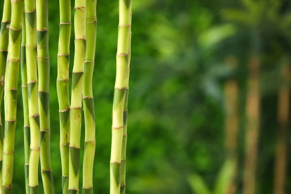 Bamboo Stems Blurred Background Closeup — Stock Photo, Image