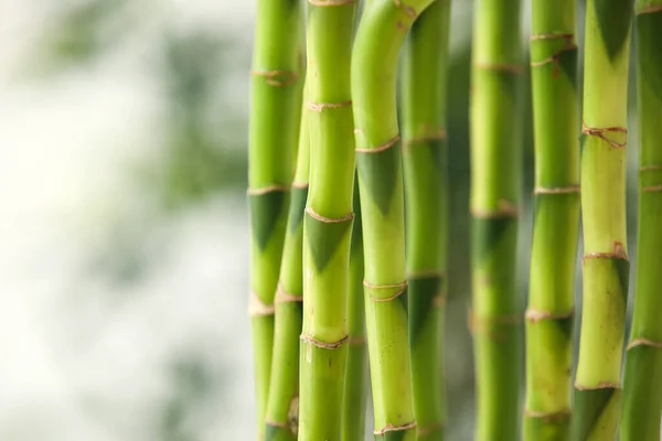 Bamboo Stems Blurred Background Closeup — Stock Photo, Image