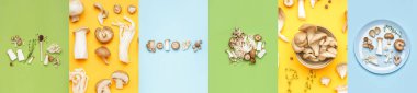 Collage of different fresh mushrooms on color background, top view