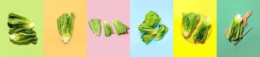 Collage of fresh romaine lettuce on color background, top view